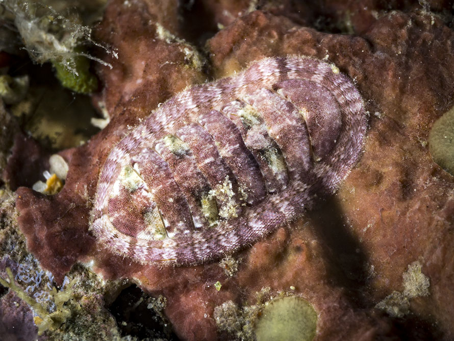 Ischnochitonidae 3